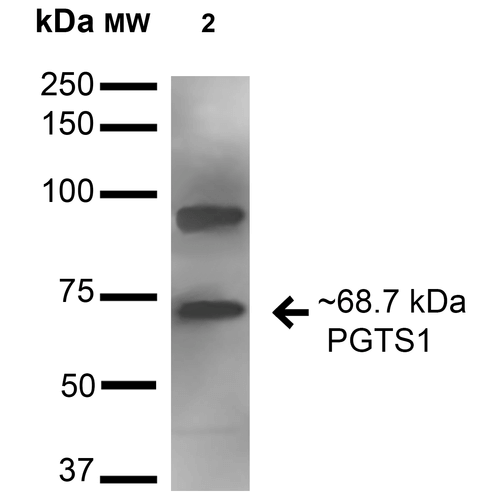PTGS1 / COX-1 Antibody - Western blot analysis of Mouse Kidney cell lysates showing detection of 68.7 kDa Cyclooxygenase 1 protein using Rabbit Anti-Cyclooxygenase 1 Polyclonal Antibody. Lane 1: Molecular Weight Ladder (MW). Lane 2: Mouse Kidney cell lysates. Load: 15 µg. Block: 2% BSA and 2% Skim Milk in 1X TBST. Primary Antibody: Rabbit Anti-Cyclooxygenase 1 Polyclonal Antibody  at 1:1000 for 16 hours at 4°C. Secondary Antibody: Goat Anti-Rabbit HRP at 1:2000 for 60 min at RT. Color Development: ECL solution for 6 min in RT. Predicted/Observed Size: 68.7 kDa.