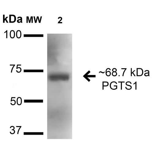 PTGS1 / COX-1 Antibody - Western blot analysis of Rat Brain cell lysates showing detection of 68.7 kDa Cyclooxygenase 1 protein using Rabbit Anti-Cyclooxygenase 1 Polyclonal Antibody. Lane 1: Molecular Weight Ladder (MW). Lane 2: Rat Brain cell lysates. Load: 15 µg. Block: 2% BSA and 2% Skim Milk in 1X TBST. Primary Antibody: Rabbit Anti-Cyclooxygenase 1 Polyclonal Antibody  at 1:1000 for 16 hours at 4°C. Secondary Antibody: Goat Anti-Rabbit HRP at 1:2000 for 60 min at RT. Color Development: ECL solution for 6 min in RT. Predicted/Observed Size: 68.7 kDa.
