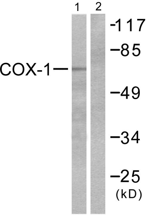 PTGS1 / COX-1 Antibody - Western blot analysis of extracts from HuvEc cells, using COX1 antibody.