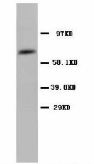 PTGS1 / COX-1 Antibody -  This image was taken for the unconjugated form of this product. Other forms have not been tested.