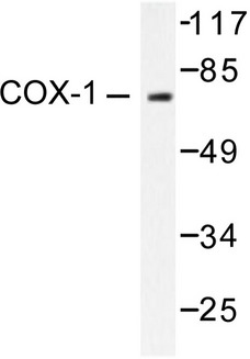 PTGS1 / COX-1 Antibody - Western blot of Cox1/PGHS1 (S585) pAb in extracts from HUVEC cells.