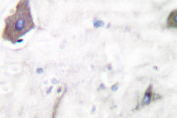 PTGS1 / COX-1 Antibody - IHC of Cox1/PGHS1 (S585) pAb in paraffin-embedded human brain tissue.
