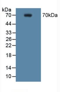 PTGS2 / COX2 / COX-2 Antibody - Western Blot; Sample: Mouse RAW 264.7 Cells.