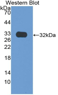 PTGS2 / COX2 / COX-2 Antibody - Western blot of recombinant PTGS2 / COX2 / COX-2.