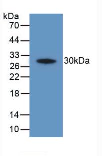 PTGS2 / COX2 / COX-2 Antibody - Western Blot; Sample: Recombinant PTGS2, Human.