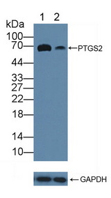 PTGS2 / COX2 / COX-2 Antibody - Knockout Varification: Lane 1: Wild-type RAW264.7 cell lysate; Lane 2: PTGS2 knockout RAW264.7 cell lysate; Predicted MW: 69kd Observed MW: 69kd Primary Ab: 5µg/ml Rabbit Anti-Human PTGS2 Antibody Second Ab: 0.2µg/mL HRP-Linked Caprine Anti-Rabbit IgG Polyclonal Antibody