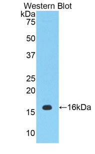 PTGS2 / COX2 / COX-2 Antibody - Western blot of recombinant PTGS2 / COX2 / COX-2.  This image was taken for the unconjugated form of this product. Other forms have not been tested.