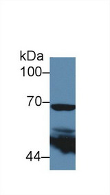 PTGS2 / COX2 / COX-2 Antibody - Western Blot; Sample: Human 293T cell lysate; Primary Ab: 5µg/ml Rabbit Anti-Mouse PTGS2 Antibody Second Ab: 0.2µg/mL HRP-Linked Caprine Anti-Rabbit IgG Polyclonal Antibody