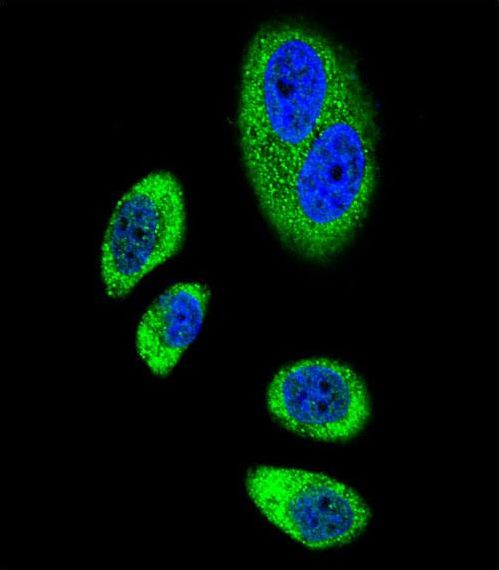 PTGS2 / COX2 / COX-2 Antibody - Confocal immunofluorescence of PTGS2 Antibody (Center P378) with A549 cell followed by Alexa Fluor 489-conjugated goat anti-rabbit lgG (green). DAPI was used to stain the cell nuclear (blue).