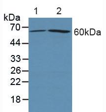PTGS2 / COX2 / COX-2 Antibody