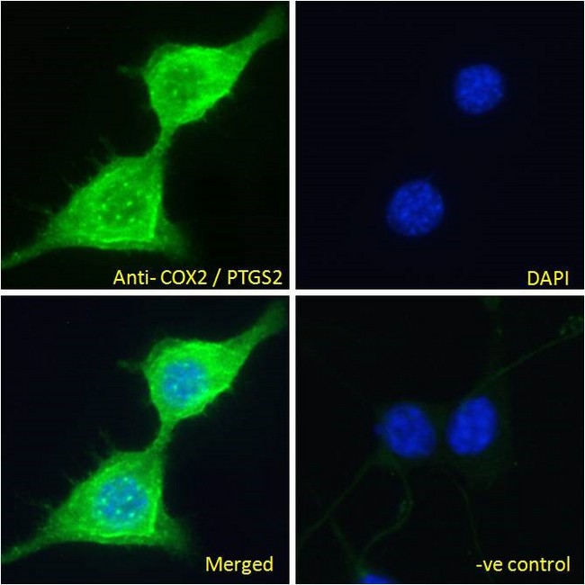 PTGS2 / COX2 / COX-2 Antibody - PTGS2 / COX2 antibody immunofluorescence analysis of paraformaldehyde fixed NIH3T3 cells, permeabilized with 0.15% Triton. Primary incubation 1hr (10ug/ml) followed by Alexa Fluor 488 secondary antibody (2ug/ml), showing cytoplasm and vesicle staining. The nuclear stain is DAPI (blue). Negative control: Unimmunized goat IgG (10ug/ml) followed by Alexa Fluor 488 secondary antibody (2ug/ml).