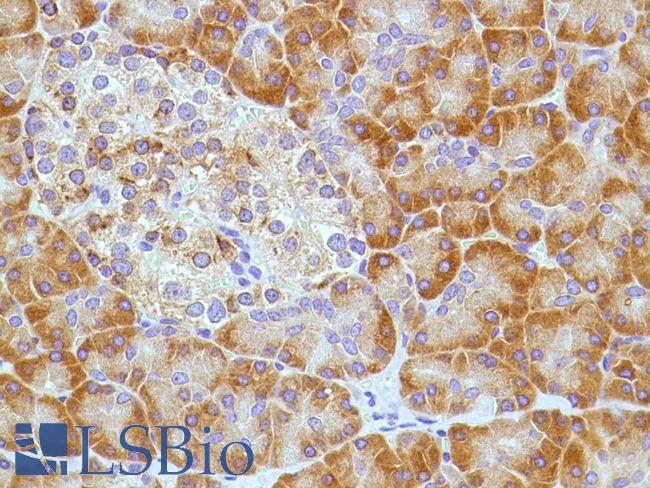PTGS2 / COX2 / COX-2 Antibody - Immunohistochemistry of Human Pancreas stained with anti-COX-2 antibody