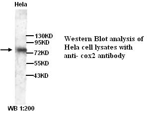 PTGS2 / COX2 / COX-2 Antibody