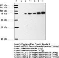 PTGS2 / COX2 / COX-2 Antibody - Western blot of COX-2 antibody.
