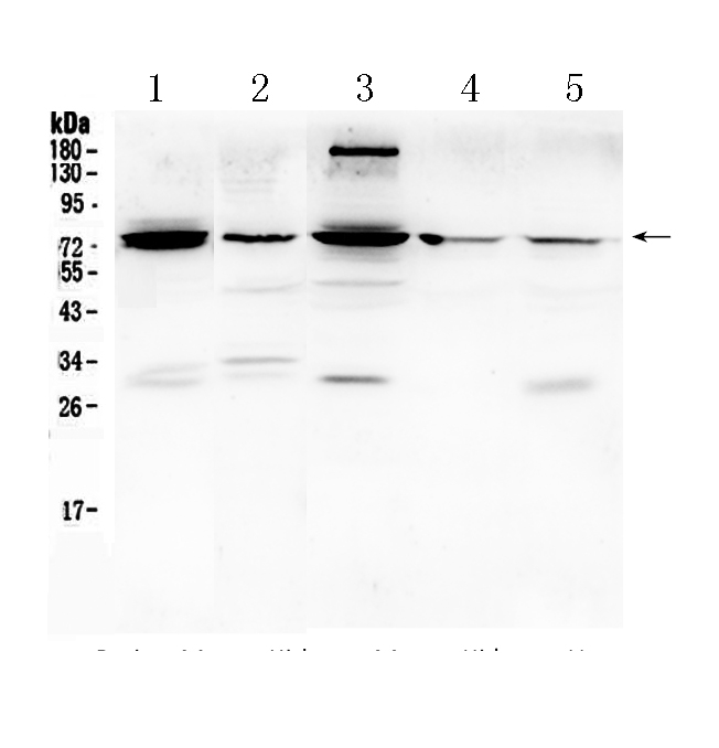 PTGS2 / COX2 / COX-2 Antibody - Western blot - Anti-PTGS2/Cox 2 Picoband Antibody