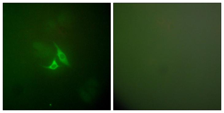 PTGS2 / COX2 / COX-2 Antibody - Peptide - + Immunofluorescence analysis of A549 cells, using Cox2 antibody.