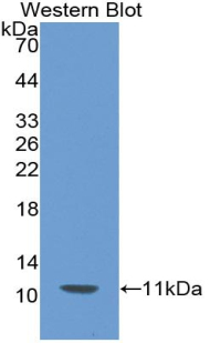 PTH / Parathyroid Hormone Antibody - Western blot of recombinant Parathyroid Hormone / PTH.