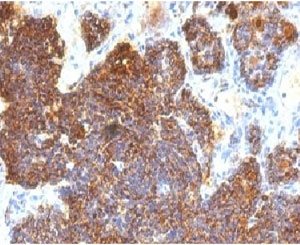 PTH / Parathyroid Hormone Antibody - IHC testing of FFPE human parathyroid with Parathyroid Hormone antibody (clone PRTM1-3).  This image was taken for the unmodified form of this product. Other forms have not been tested.