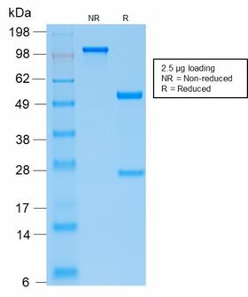 PTH / Parathyroid Hormone Antibody - SDS-PAGE Analysis Purified PTH Rabbit Recombinant Monoclonal Antibody (PTH/2295R). Confirmation of Purity and Integrity of the Antibody.