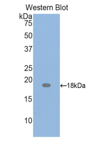 PTHLH / PTHRP Antibody - Western blot of recombinant PTHLH / PTHRP.  This image was taken for the unconjugated form of this product. Other forms have not been tested.