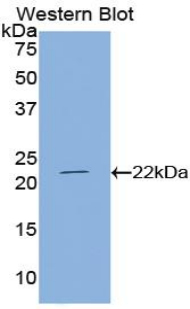 PTHLH / PTHRP Antibody - Western blot of recombinant PTHLH / PTHRP.  This image was taken for the unconjugated form of this product. Other forms have not been tested.