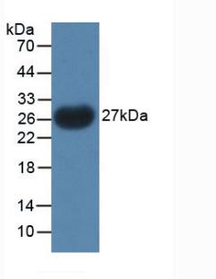 PTHLH / PTHRP Antibody - Western Blot; Sample: Recombinant PTHrP, Gallus.