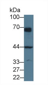 PTHR / PTHR1 Antibody - Western Blot; Sample: Human Hela cell lysate; Primary Ab: 3µg/ml Rabbit Anti-Human PTHR1 Antibody Second Ab: 0.2µg/mL HRP-Linked Caprine Anti-Rabbit IgG Polyclonal Antibody