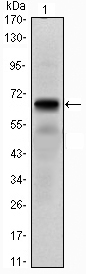PTHR / PTHR1 Antibody - Western blot using PTH1R monoclonal antibody against PTH1R (AA: 27-188)-hIgGFc transfected HEK293 cell lysate.