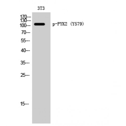 PTK2B / PYK2 Antibody - Western blot of Phospho-PYK2 (Y579) antibody
