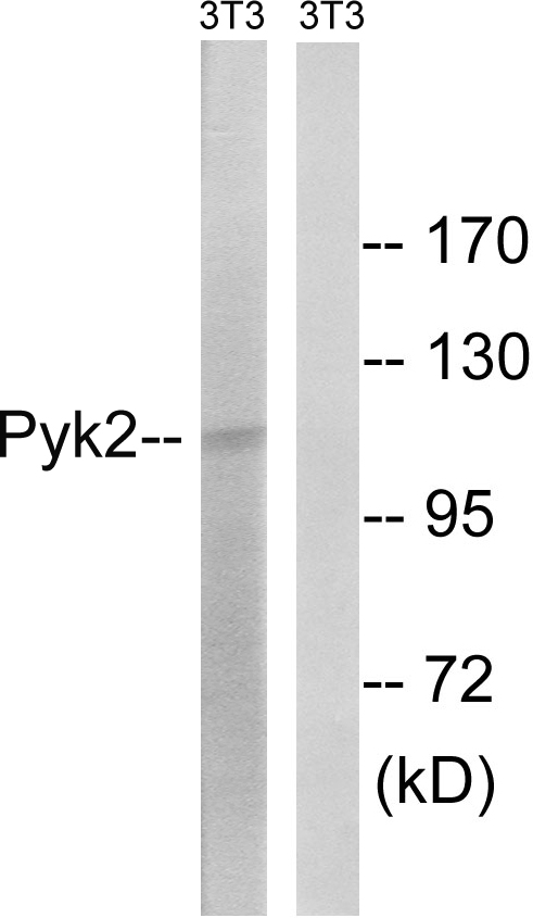 PTK2B / PYK2 Antibody - Western blot analysis of lysates from NIH/3T3 cells, using PYK2 Antibody. The lane on the right is blocked with the synthesized peptide.