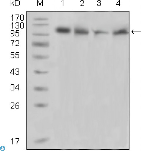 PTK2B / PYK2 Antibody - Western Blot (WB) analysis using PYK2 Monoclonal Antibody against Raji (1), PMA induced THP-1 (2), Jurkat (3) and Ramos (4) cell lysate.