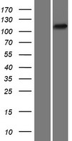 PTK2B / PYK2 Protein - Western validation with an anti-DDK antibody * L: Control HEK293 lysate R: Over-expression lysate