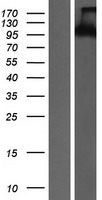 PTK2B / PYK2 Protein - Western validation with an anti-DDK antibody * L: Control HEK293 lysate R: Over-expression lysate