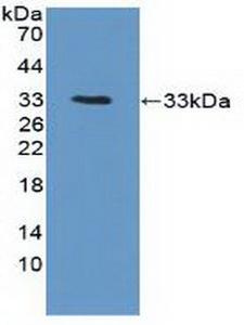 PTK6 / BRK Antibody - Western Blot; Sample: Recombinant PTK6, Human.