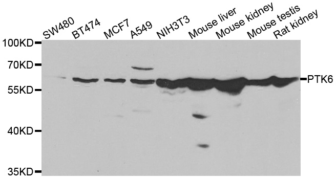PTK6 / BRK Antibody - Western blot analysis of extracts of various cell lines.
