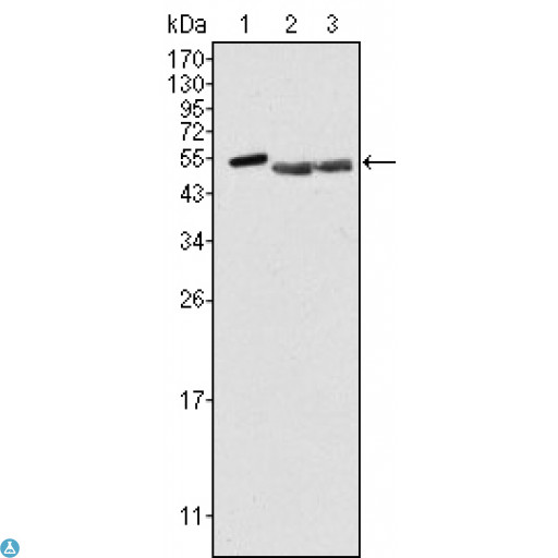 PTK6 / BRK Antibody - Western Blot (WB) analysis using Brk Monoclonal Antibody against HeLa (1), A549 (2) and MCF-7 (3) cell lysate.