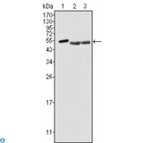 PTK6 / BRK Antibody - Western Blot (WB) analysis using Brk Monoclonal Antibody against HeLa (1), A549 (2) and MCF-7 (3) cell lysate.