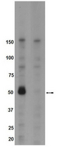 PTK6 / BRK Antibody - WB: IGF-1 stimulated lysates from 293T cells transfected with Brk (Lane1) and mutant Brk (Y342A) (lane2) were resolved by electrophoresis, transferred to PVDF, and probed with anti-phospho Brk(Y342) for 2 hours at room temperature. Proteins were visualized via HRP and chemiluminescent detection. Arrow indicates phospho-Brk(Y342).