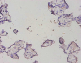 PTMA / Prothymosin Alpha Antibody - Immunohistochemistry of paraffin-embeded human placenta at dilution of 1:50
