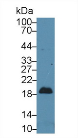PTN / Pleiotrophin Antibody - Western Blot; Sample: Mouse Cerebrum lysate; Primary Ab: 2µg/ml Rabbit Anti-Human PTN Antibody Second Ab: 0.2µg/mL HRP-Linked Caprine Anti-Rabbit IgG Polyclonal Antibody