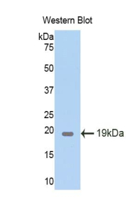 PTN / Pleiotrophin Antibody - Western blot of recombinant PTN / Pleiotrophin.  This image was taken for the unconjugated form of this product. Other forms have not been tested.