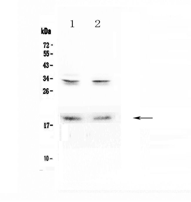PTN / Pleiotrophin Antibody - Western blot - Anti-Pleiotrophin Picoband antibody
