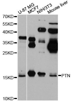 PTN / Pleiotrophin Antibody - Western blot analysis of extracts of various cell lines, using PTN antibody at 1:1000 dilution. The secondary antibody used was an HRP Goat Anti-Rabbit IgG (H+L) at 1:10000 dilution. Lysates were loaded 25ug per lane and 3% nonfat dry milk in TBST was used for blocking. An ECL Kit was used for detection and the exposure time was 10s.