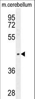 PTOV1 Antibody - PTOV1 Antibody western blot of mouse cerebellum tissue lysates (35 ug/lane). The PTOV1 antibody detected the PTOV1 protein (arrow).