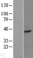 PTOV1 Protein - Western validation with an anti-DDK antibody * L: Control HEK293 lysate R: Over-expression lysate