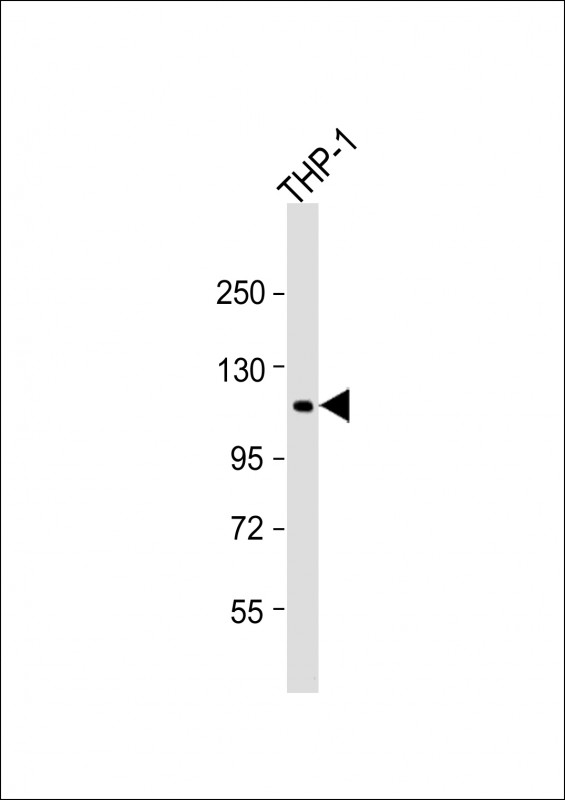 PTP-PEST / PTPN12 Antibody - Anti-PTPN12 Antibody (C-Term) at 1:1000 dilution + THP-1 whole cell lysate Lysates/proteins at 20 ug per lane. Secondary Goat Anti-Rabbit IgG, (H+L), Peroxidase conjugated at 1:10000 dilution. Predicted band size: 88 kDa. Blocking/Dilution buffer: 5% NFDM/TBST.