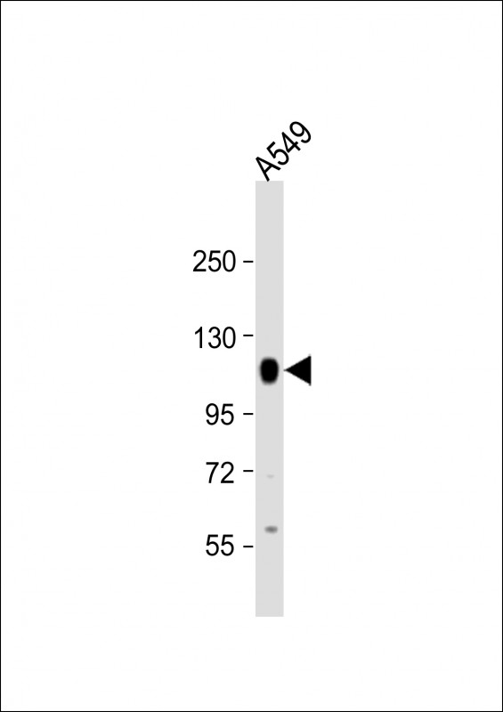 PTP-PEST / PTPN12 Antibody - Anti-PTPN12 Antibody (C-Term) at 1:2000 dilution + A549 whole cell lysate Lysates/proteins at 20 ug per lane. Secondary Goat Anti-Rabbit IgG, (H+L), Peroxidase conjugated at 1:10000 dilution. Predicted band size: 88 kDa. Blocking/Dilution buffer: 5% NFDM/TBST.
