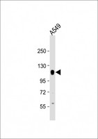 PTP-PEST / PTPN12 Antibody - Anti-PTPN12 Antibody (C-Term) at 1:2000 dilution + A549 whole cell lysate Lysates/proteins at 20 ug per lane. Secondary Goat Anti-Rabbit IgG, (H+L), Peroxidase conjugated at 1:10000 dilution. Predicted band size: 88 kDa. Blocking/Dilution buffer: 5% NFDM/TBST.