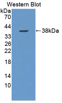 PTP-PEST / PTPN12 Antibody - Western Blot; Sample: Recombinant protein.