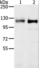 PTP-PEST / PTPN12 Antibody - Western blot analysis of 231 and K562 cell, using PTPN12 Polyclonal Antibody at dilution of 1:200.
